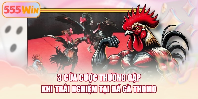 3 cửa cược thường gặp khi trải nghiệm tại đá gà Thomo