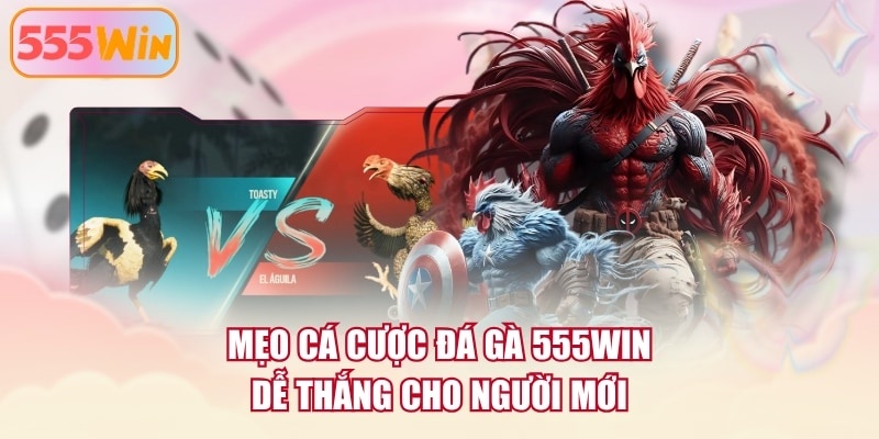 Mẹo cá cược đá gà 555WIN dễ thắng cho người mới